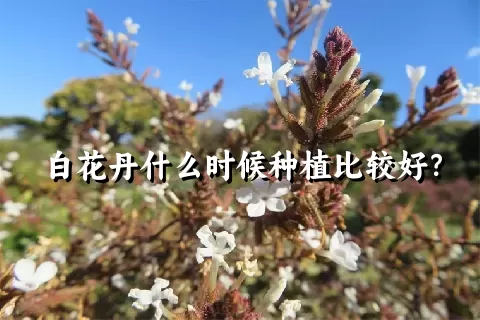 白花丹什么时候种植比较好？