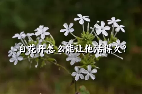 白花丹怎么能让他活得久？