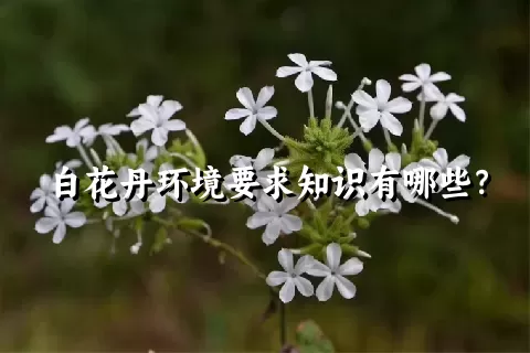 白花丹环境要求知识有哪些？