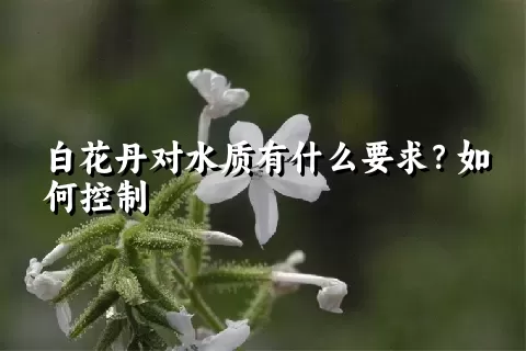 白花丹对水质有什么要求？如何控制