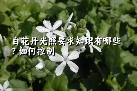 白花丹光照要求知识有哪些？如何控制