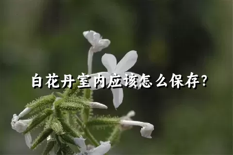 白花丹室内应该怎么保存？