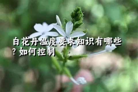 白花丹温度要求知识有哪些？如何控制