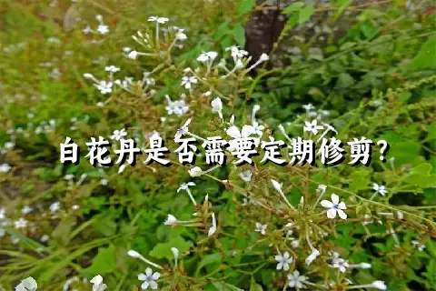 白花丹是否需要定期修剪？