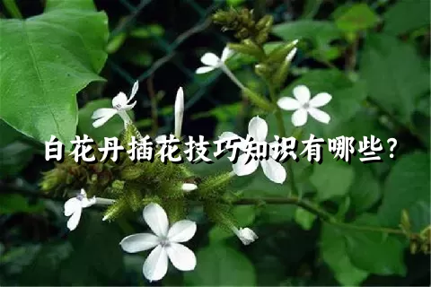 白花丹插花技巧知识有哪些？