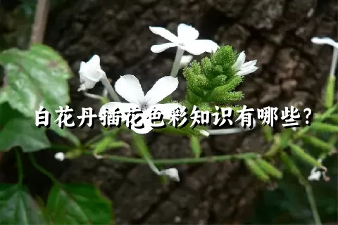 白花丹插花色彩知识有哪些？