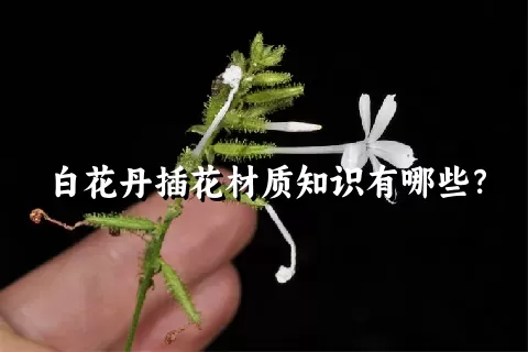 白花丹插花材质知识有哪些？