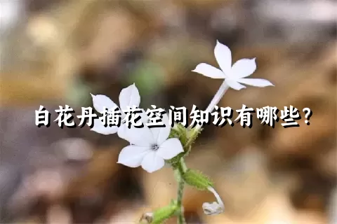 白花丹插花空间知识有哪些？