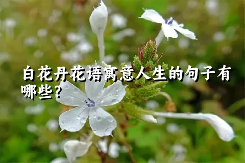 白花丹花语寓意人生的句子有哪些？