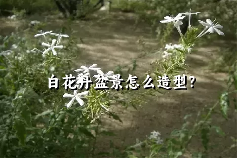 白花丹盆景怎么造型？