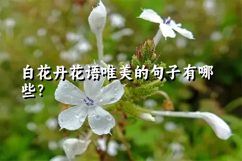 白花丹花语唯美的句子有哪些？