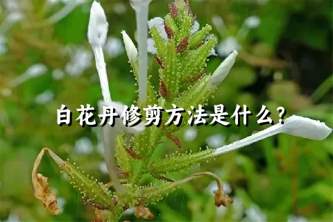 白花丹修剪方法是什么？