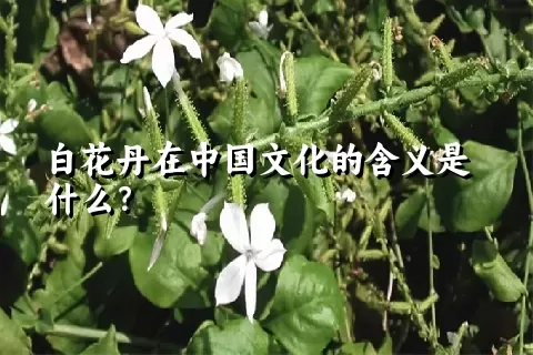 白花丹在中国文化的含义是什么？