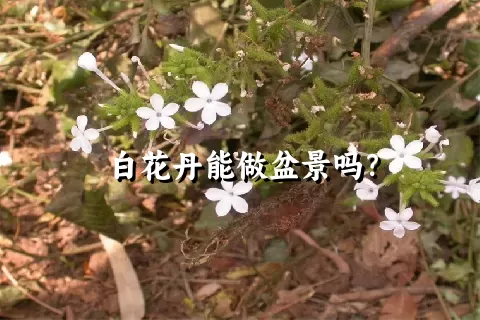 白花丹能做盆景吗？