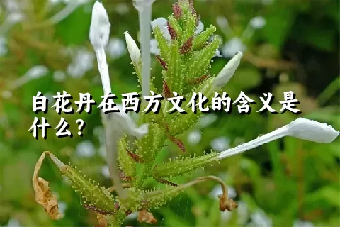 白花丹在西方文化的含义是什么？