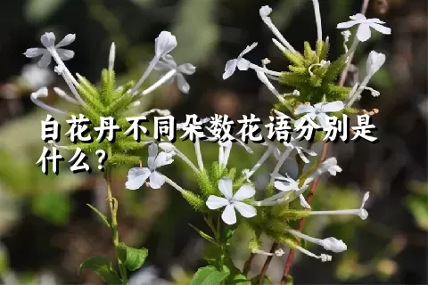 白花丹不同朵数花语分别是什么？