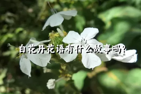 白花丹花语有什么故事吗？