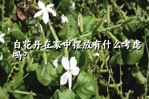 白花丹在家中摆放有什么考虑吗？