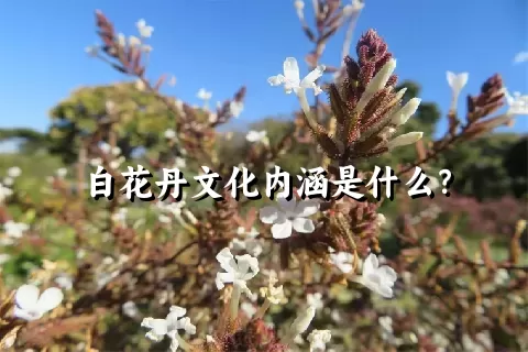 白花丹文化内涵是什么？