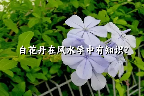 白花丹在风水学中有知识？