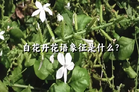 白花丹花语象征是什么？