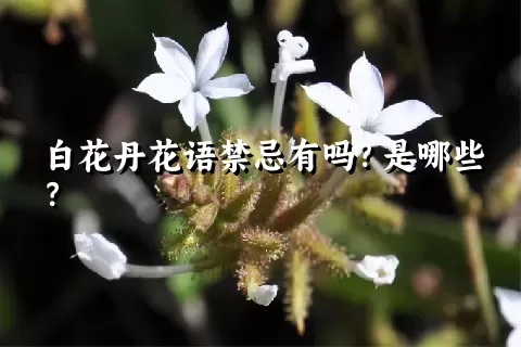 白花丹花语禁忌有吗？是哪些？