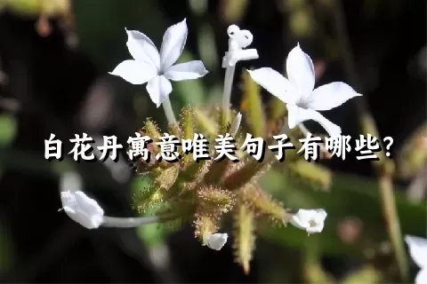 白花丹寓意唯美句子有哪些？