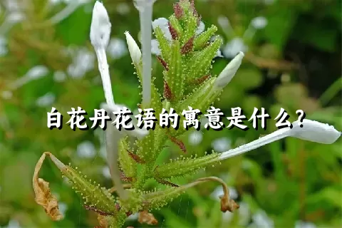 白花丹花语的寓意是什么？