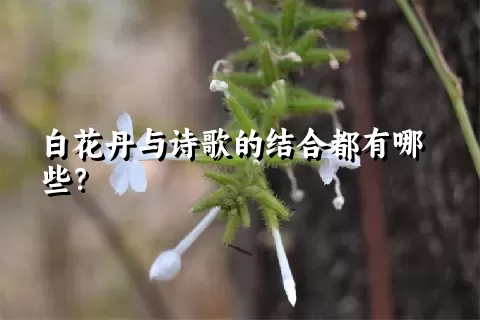 白花丹与诗歌的结合都有哪些？