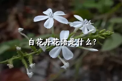 白花丹花语是什么？