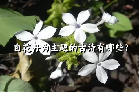 白花丹为主题的古诗有哪些？