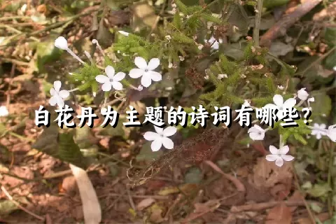 白花丹为主题的诗词有哪些？