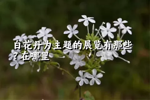 白花丹为主题的展览有那些？在哪里