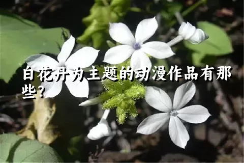 白花丹为主题的动漫作品有那些？