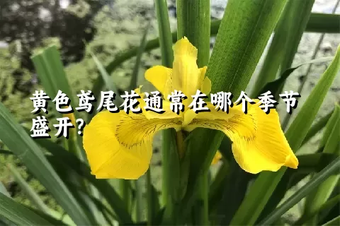 黄色鸢尾花通常在哪个季节盛开？