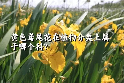 黄色鸢尾花在植物分类上属于哪个科？