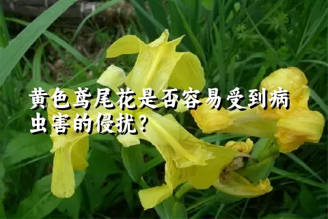 黄色鸢尾花是否容易受到病虫害的侵扰？