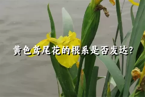 黄色鸢尾花的根系是否发达？