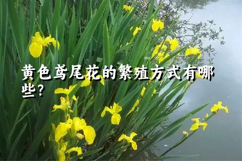 黄色鸢尾花的繁殖方式有哪些？