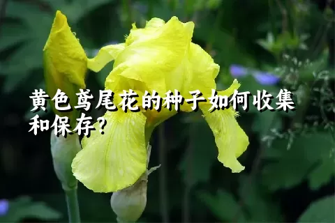 黄色鸢尾花的种子如何收集和保存？