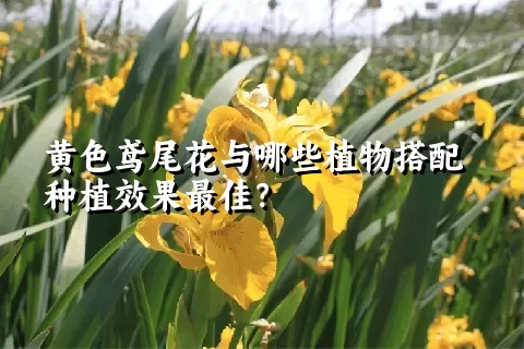 黄色鸢尾花与哪些植物搭配种植效果最佳？