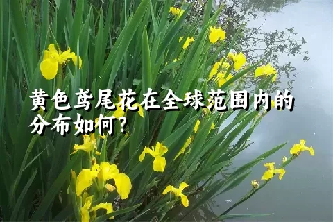 黄色鸢尾花在全球范围内的分布如何？