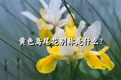 黄色鸢尾花别称是什么？