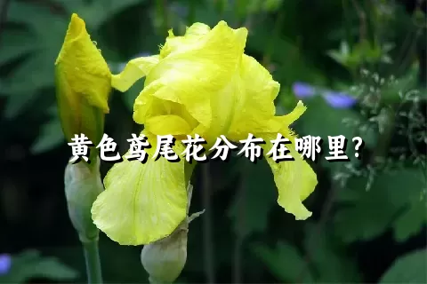 黄色鸢尾花分布在哪里?