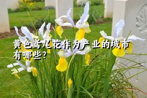 黄色鸢尾花作为产业的城市有哪些？