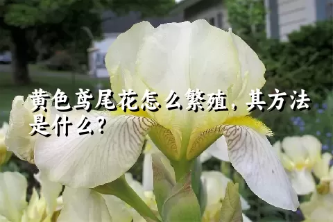 黄色鸢尾花怎么繁殖，其方法是什么？