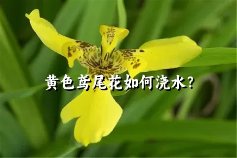 黄色鸢尾花如何浇水？