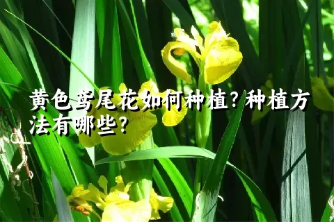 黄色鸢尾花如何种植？种植方法有哪些？