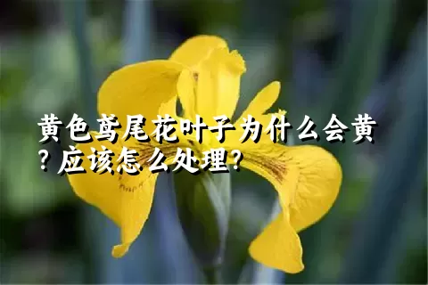 黄色鸢尾花叶子为什么会黄？应该怎么处理？