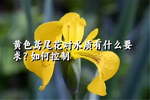 黄色鸢尾花对水质有什么要求？如何控制